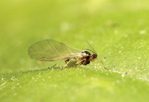 Aphis glycines, or soybean aphid, is one of two suspected types of insects believed to be swarming Washington University’s campus. Students have recently reported the bugs clinging to their clothing and skin, amid reports of increased aphid activity in Midwest states like Iowa and Nebraska. (Photo Courtesy of Alex Wild | Alexanderwild.com