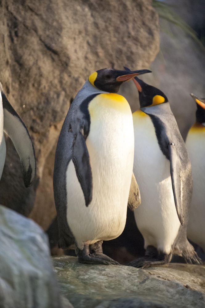 St. Louis Zoo penguins exhibit closes to public | Student Life
