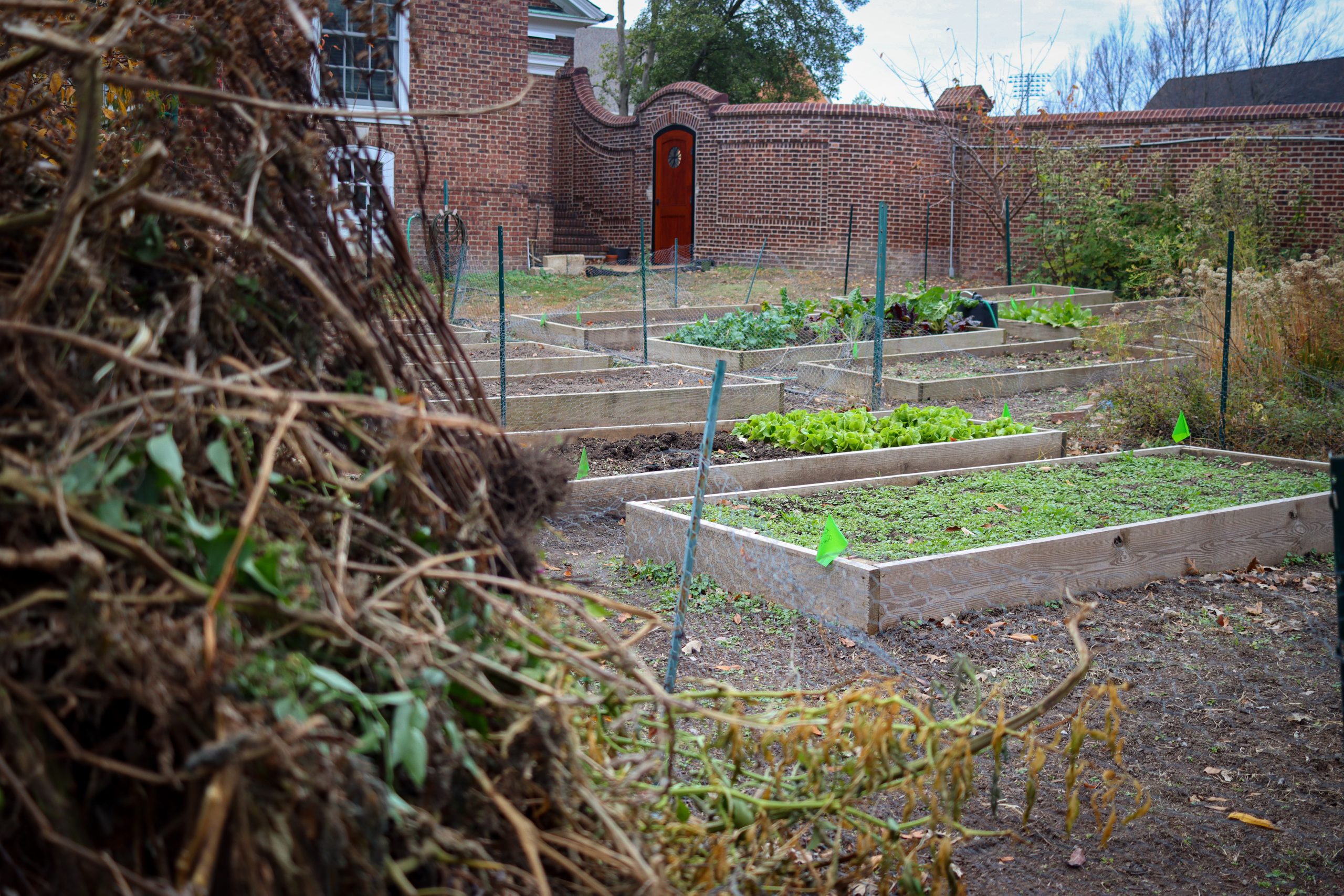 The pandemic hasn’t stopped this student-run garden from growing