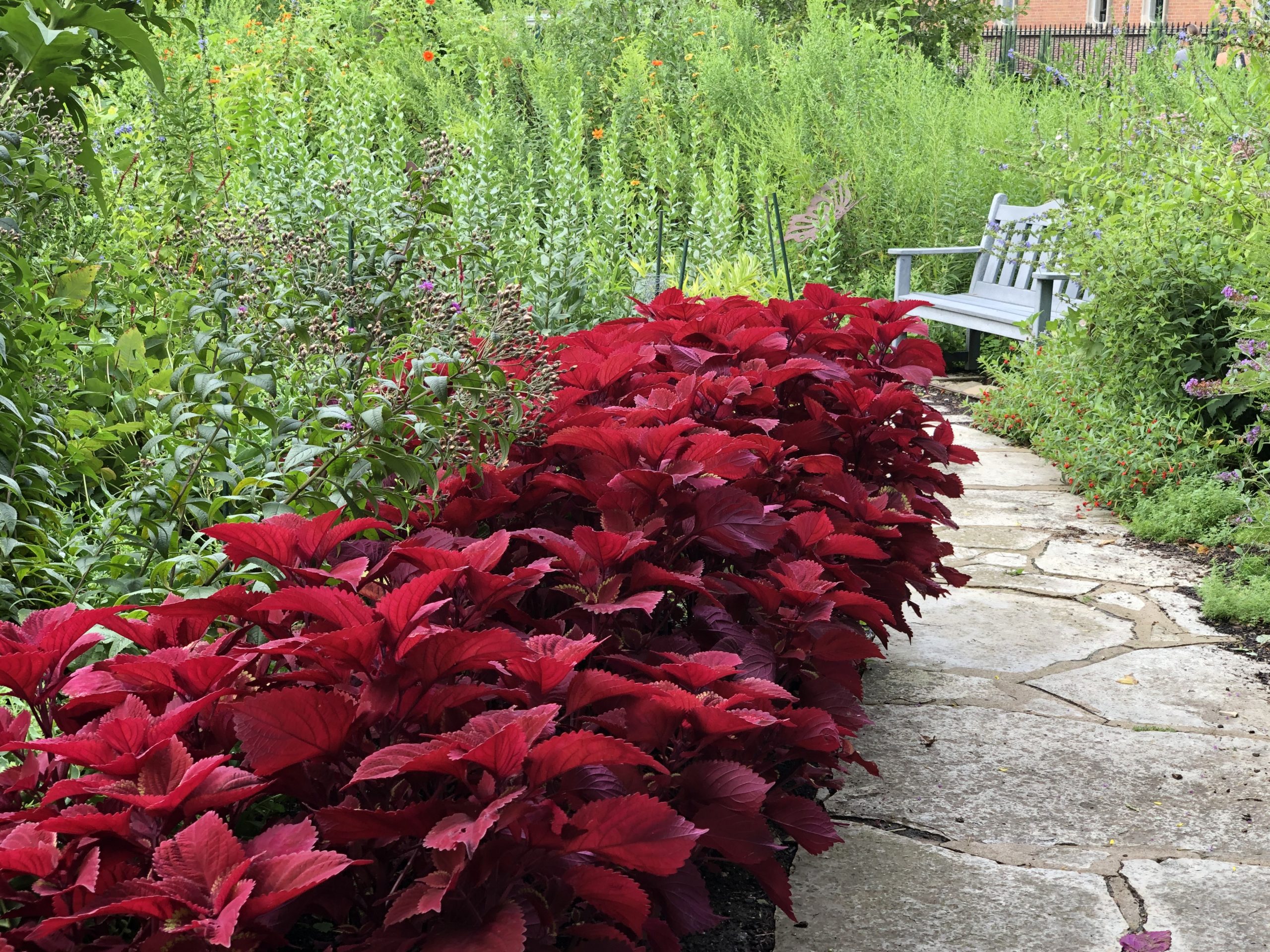 Dark red flowers line a narrow pathway.