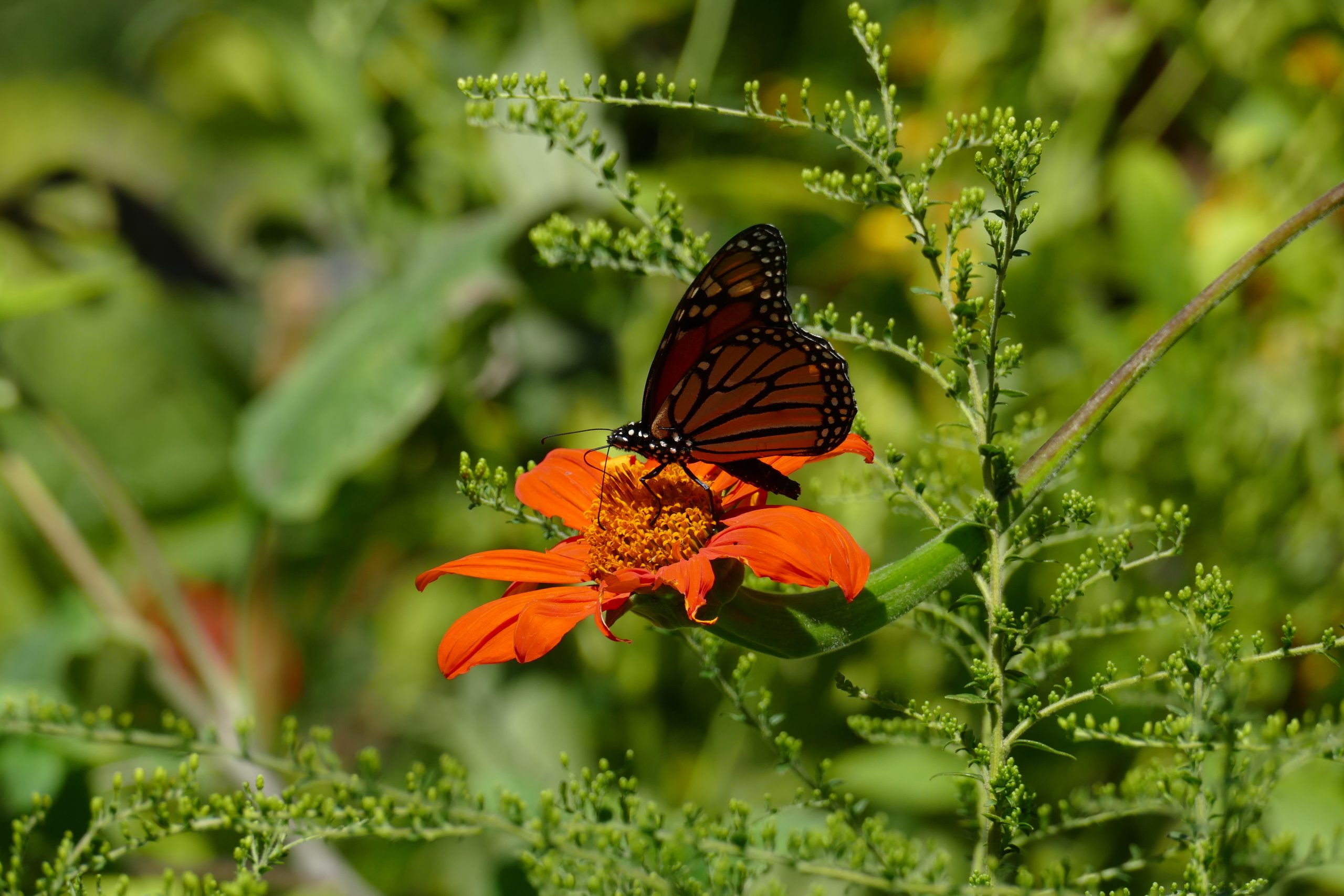 A monarch butterfly rests on an orange flower surrounded by greenery.