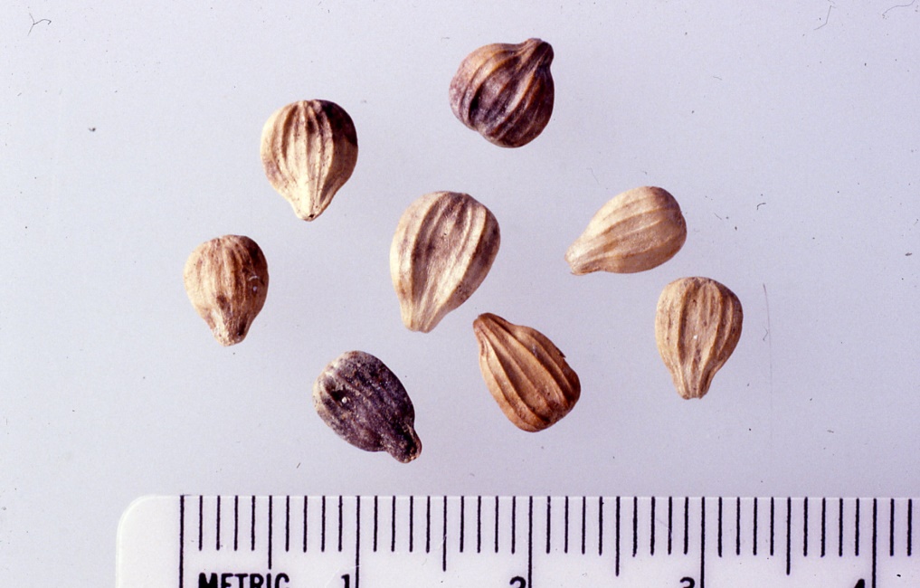 Several seeds sit on a pale purple background next to a ruler.