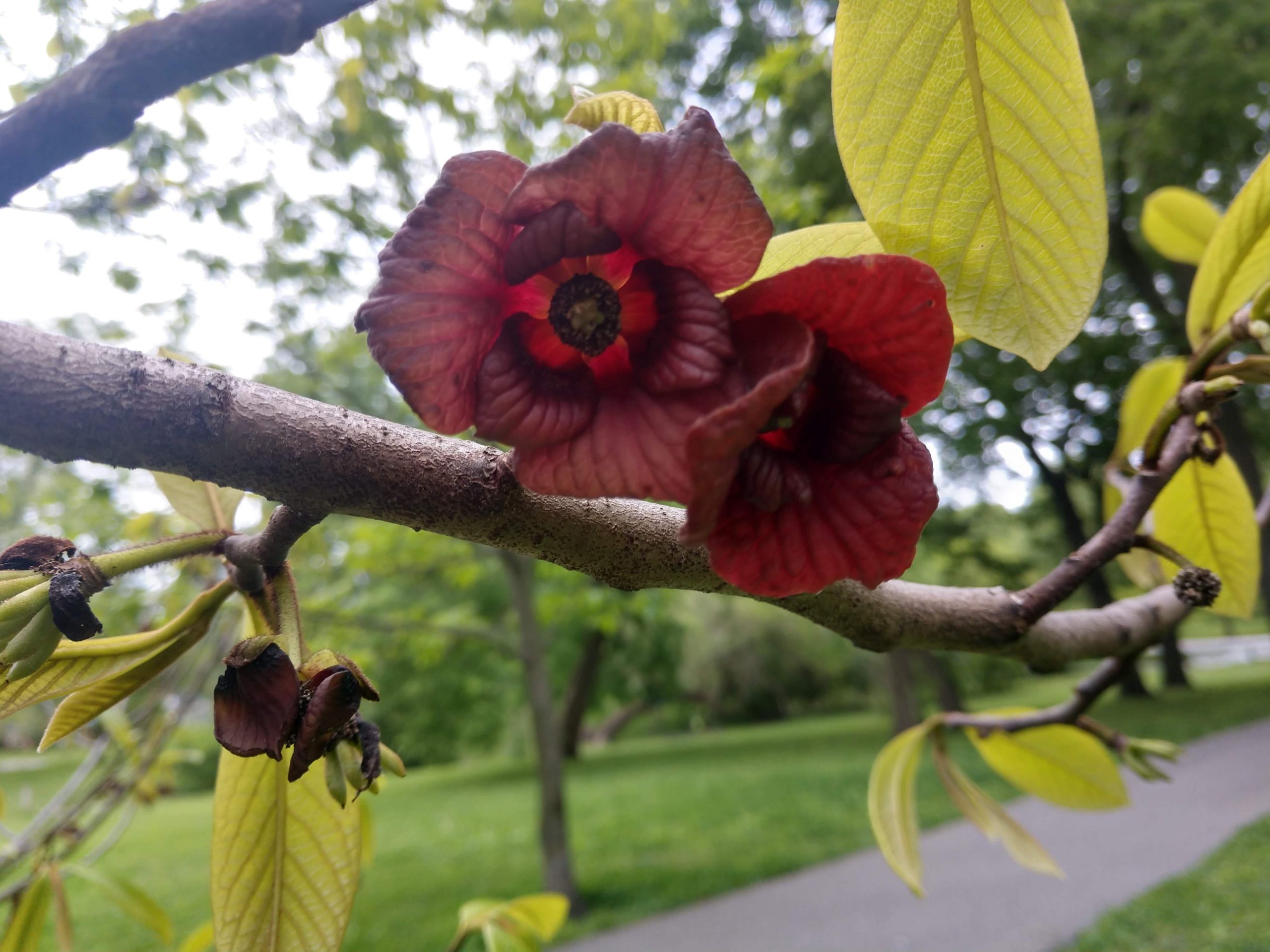 Dark red flowers on a branch surrounded by greenery.