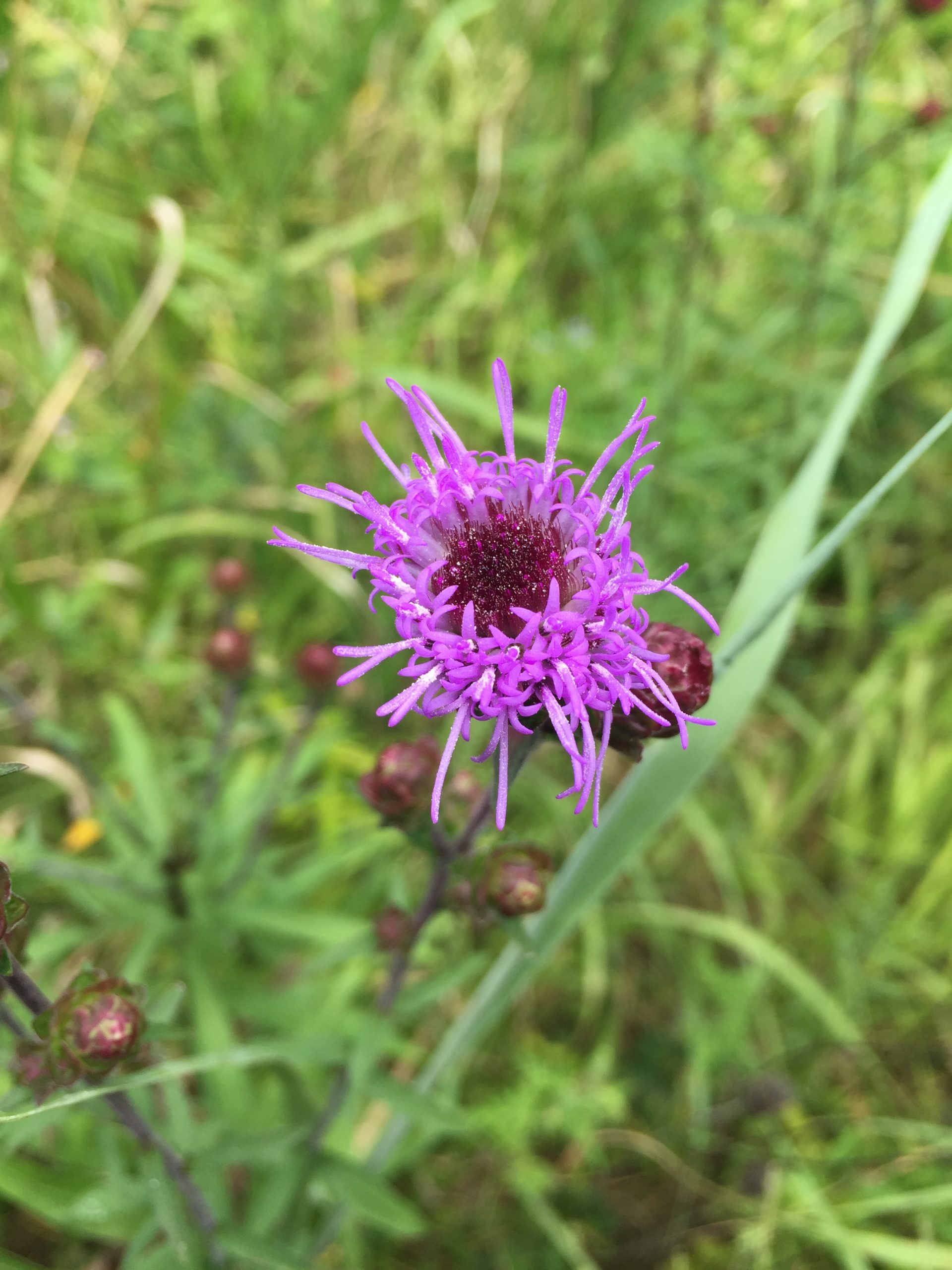 Rooted in St. Louis: Outside of textbooks, learning from the flora of Missouri