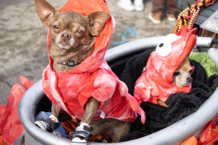 A vibrant display of creativity fills the streets of Soulard