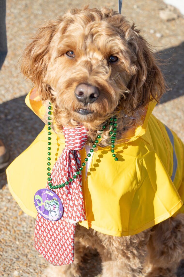 Adorable exhibit of joy as pets mingle