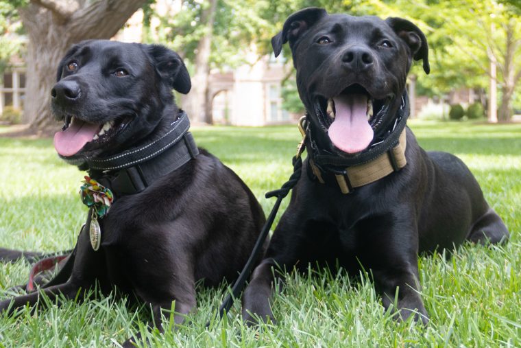 Bear and Brookie: Making a paw-sitive impact on campus life